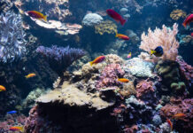 How To Handle a Scuba Low-Air Emergency