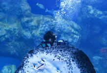 Maldives Junior Marine Biologist Program